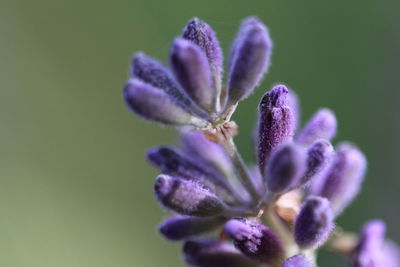 Close-up of purple flowering plant