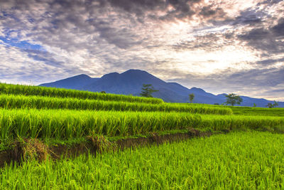 Scenic view of agricultural field against sky