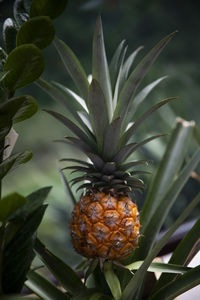 Close-up of fruit growing on plant