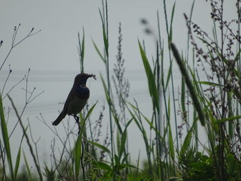 Bird perching on grass