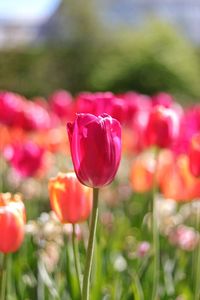 Close-up of tulips blooming on field