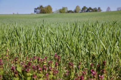 Crops growing on field