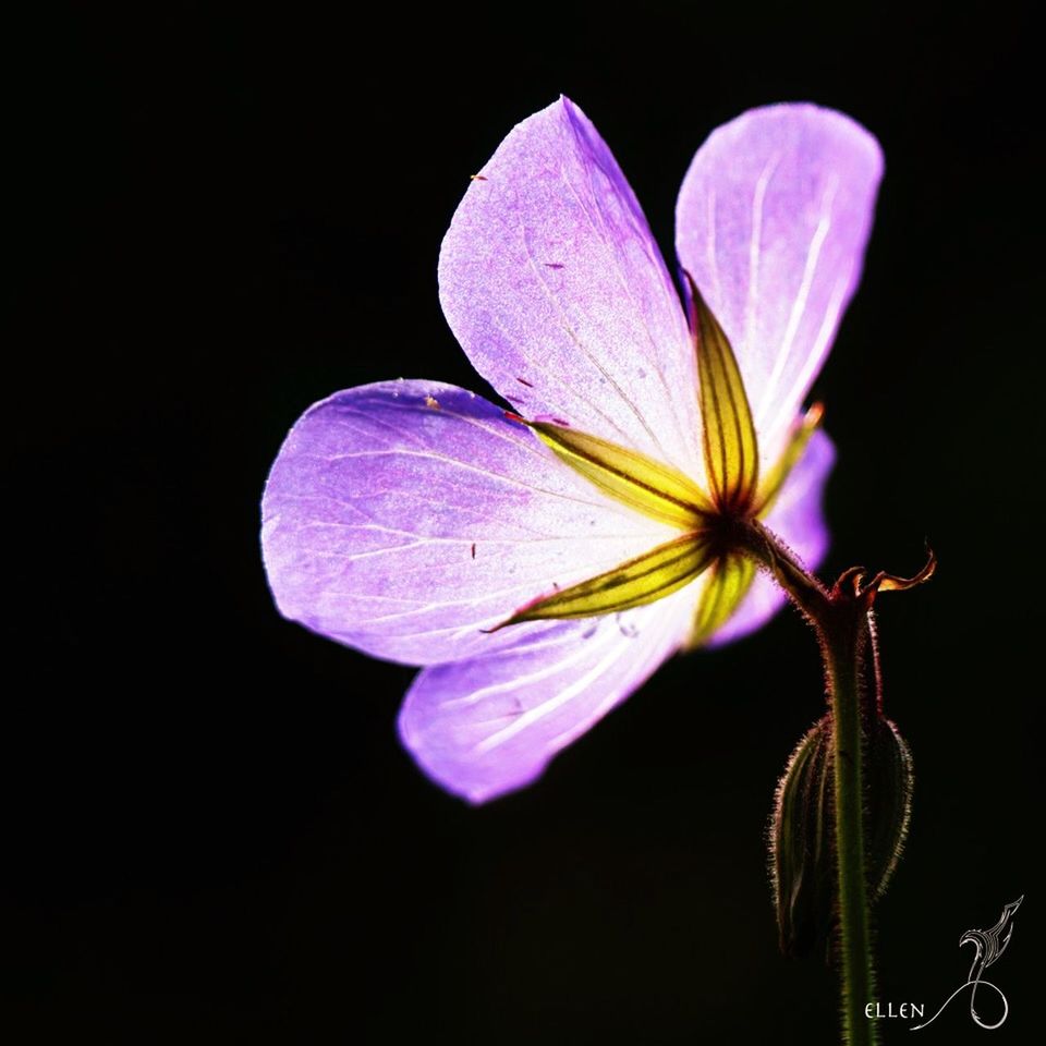 CLOSE-UP OF PURPLE FLOWER OVER BLACK BACKGROUND