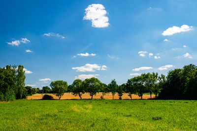 Trees on field against sky