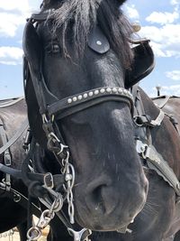 Close-up of a horse