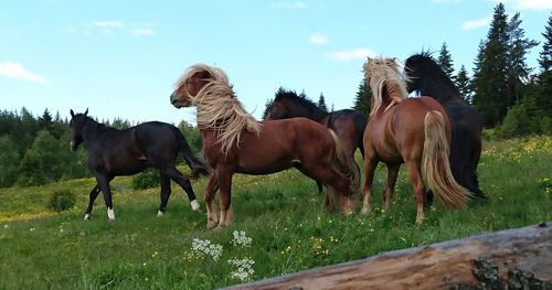 Horses on field against sky