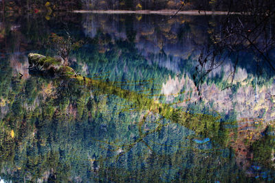 Full frame shot of trees