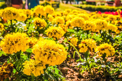 Close-up of yellow flowers