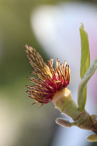 Close-up of flowering plant