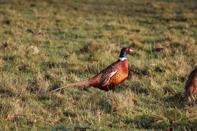 Bird on a field