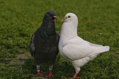 Close-up of pigeons on field