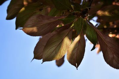 Branch of plum tree leaves highlighted by sun