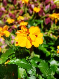 Close-up of yellow flowering plant