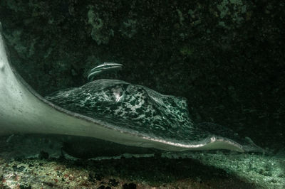 Fish swimming in sea