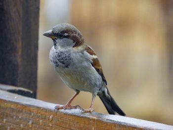 Close-up of bird perching on railing