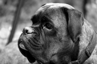 Close-up portrait of a dog looking away