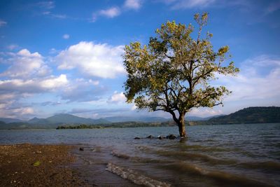 Tree on beach against sky