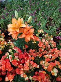 High angle view of orange flowering plants