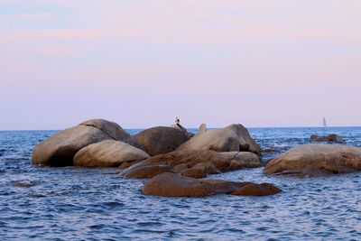 Cala ginepro .