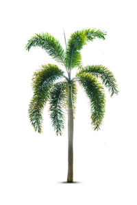 Close-up of palm tree against white background