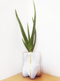 Close-up of potted plant on table against white background