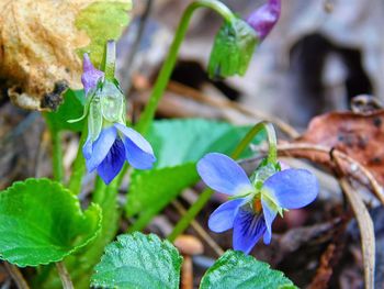 Close-up of purple flowers