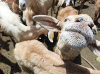 Indian sheep or farm animals