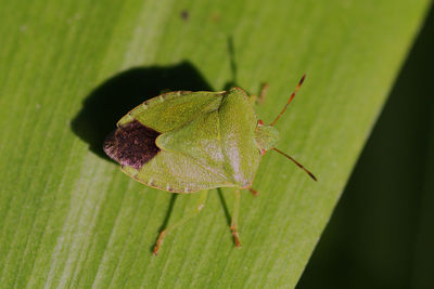 Close-up of insect on leaf