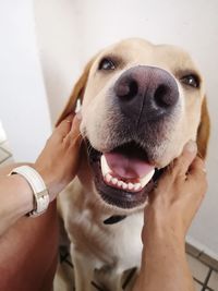 Close-up of hand holding dog