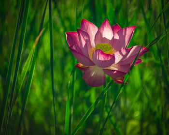 Close-up of pink water lily