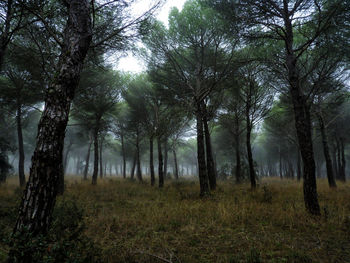 Trees in forest