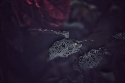 Close-up of snow covered leaves