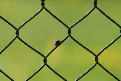 Full frame shot of chainlink fence