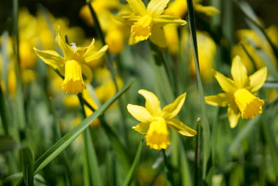 Close-up of yellow flowering plant on field