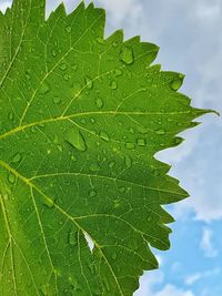 Close-up of green leaves on plant against sky