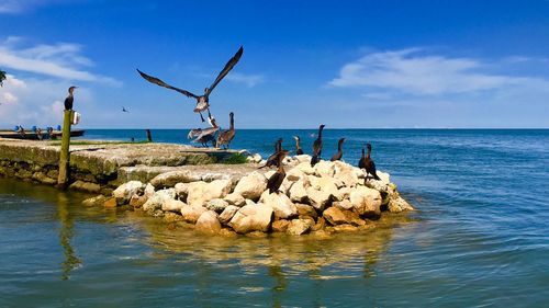 View of birds in sea against sky