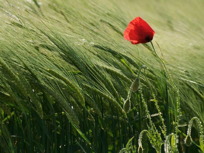 growth, freshness, flower, plant, fragility, beauty in nature, red, field, nature, grass, close-up, stem, poppy, flower head, green color, growing, petal, tranquility, focus on foreground, botany