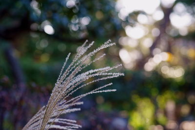 Close-up of plant