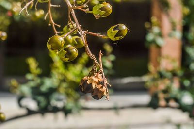 Close-up of plant against blurred background