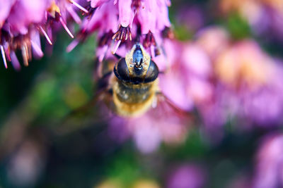 Close-up of insect on purple flower