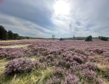 Scenic view of lavender field against sky