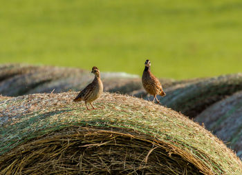 Birds on hay bale