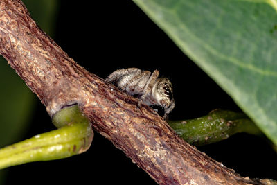 Close-up of insect on leaf