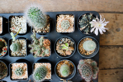 High angle view of potted plants on table