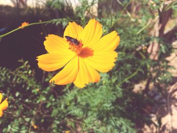Close-up of insect on yellow flower