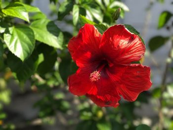 Close-up of red hibiscus blooming outdoors