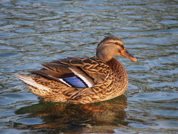 Mallard duck swimming in pond