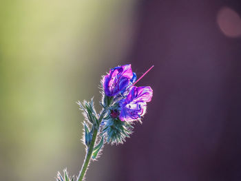 Close-up of purple pollinating flower