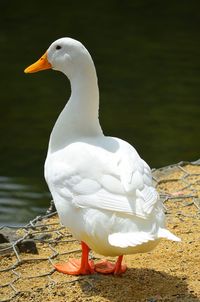 Bird in water