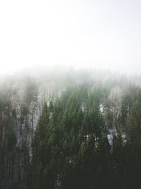 Trees in foggy weather
